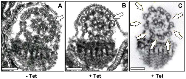 Fig. 5