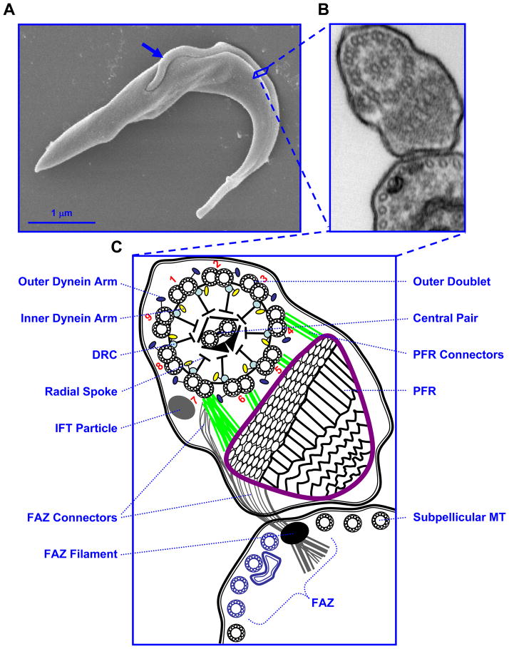 Fig. 1