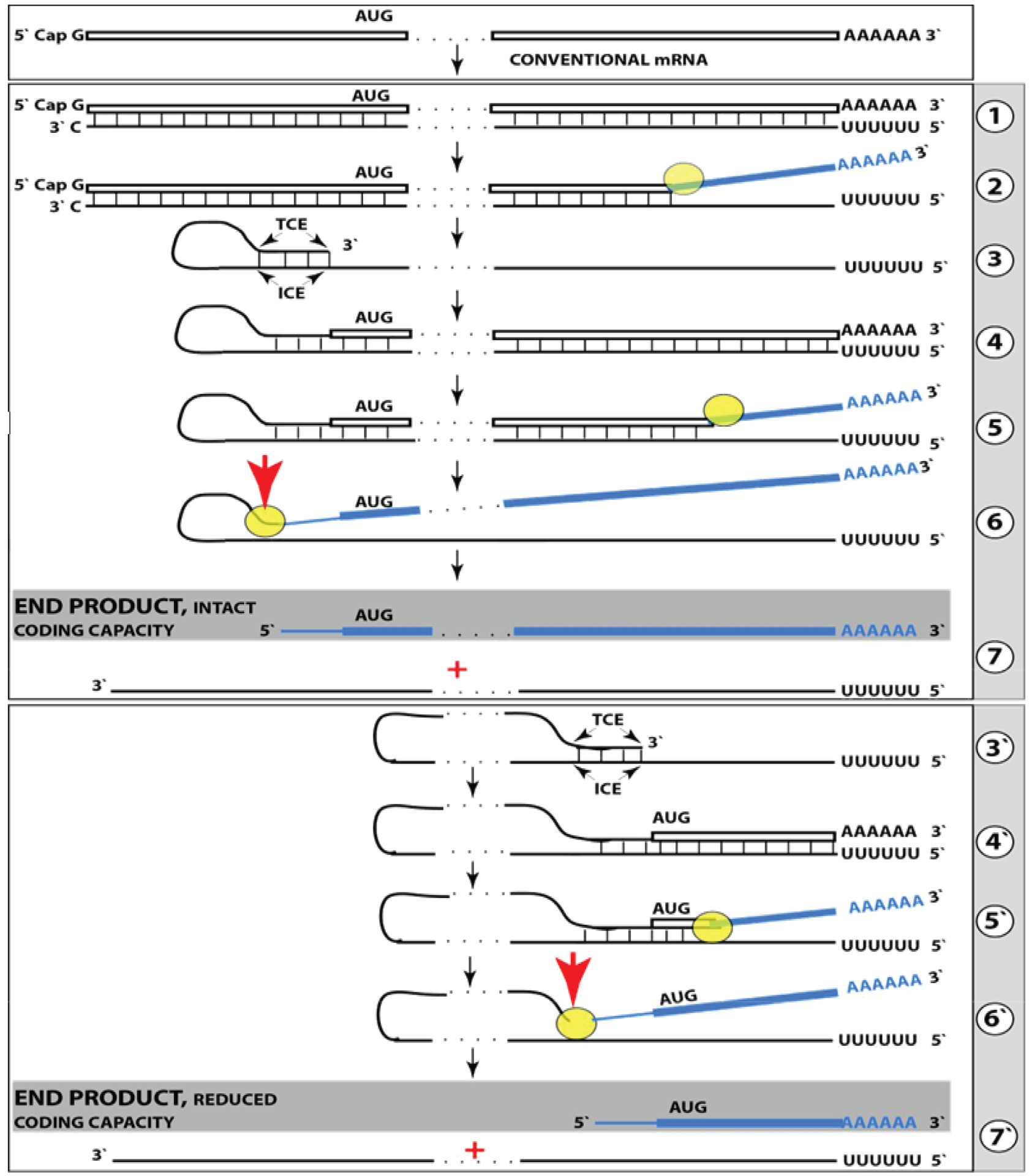 Figure 2: