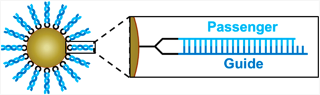 graphic file with name nihms-1785508-f0001.jpg