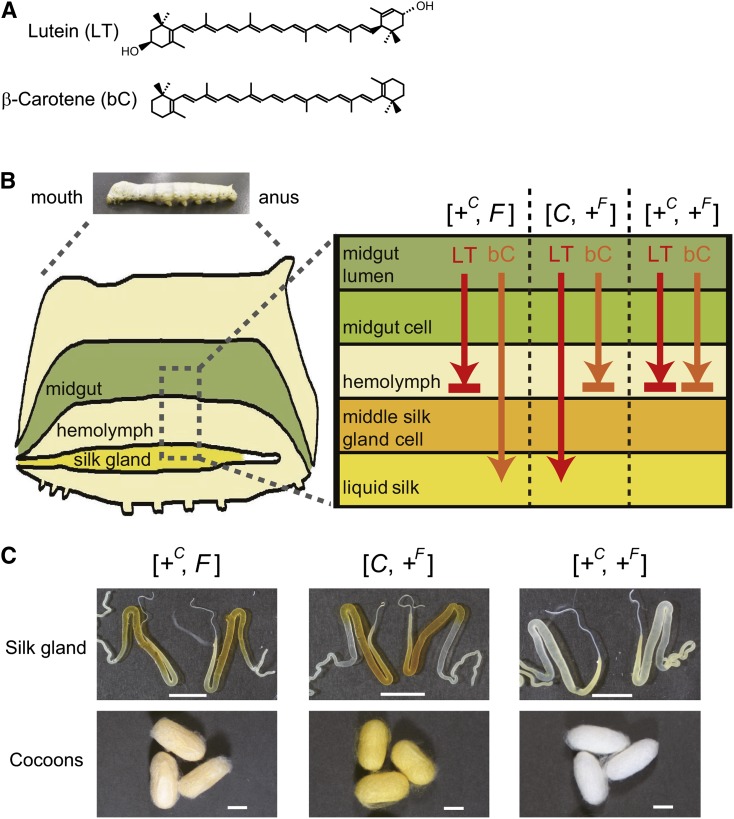 Fig. 1.