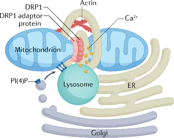 Fig. 2 |