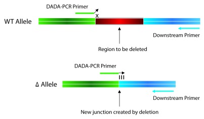 graphic file with name bact-2-5-g4.jpg