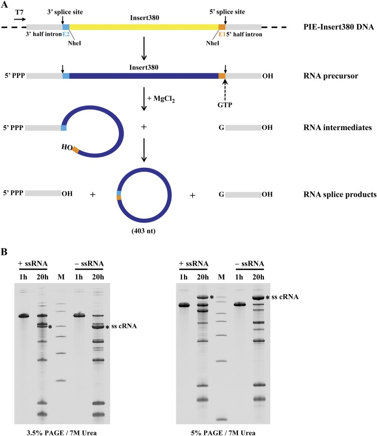 Fig. S3.