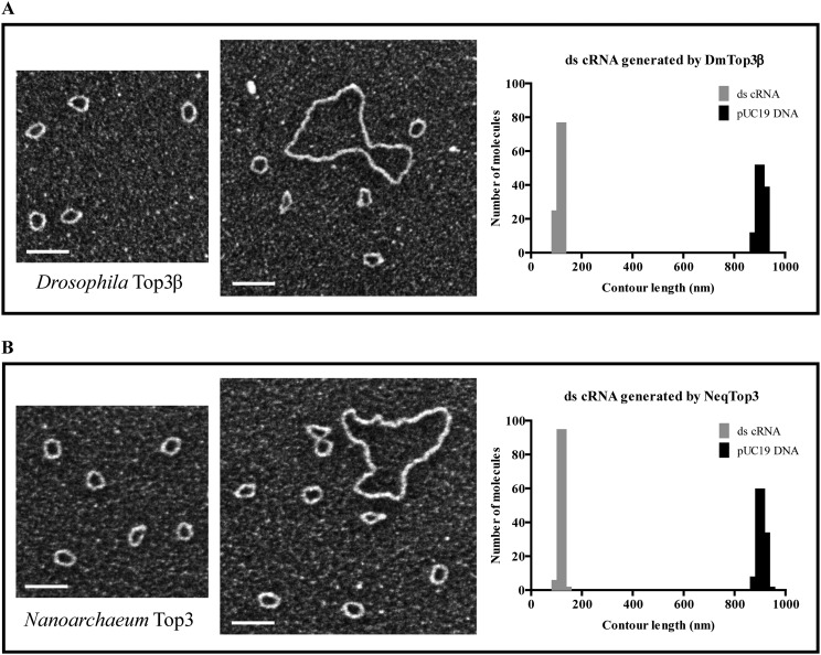 Fig. S6.