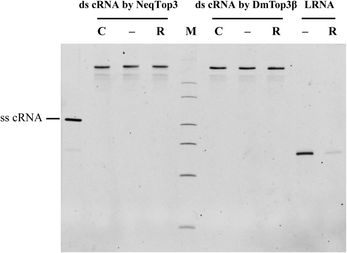 Fig. S5.