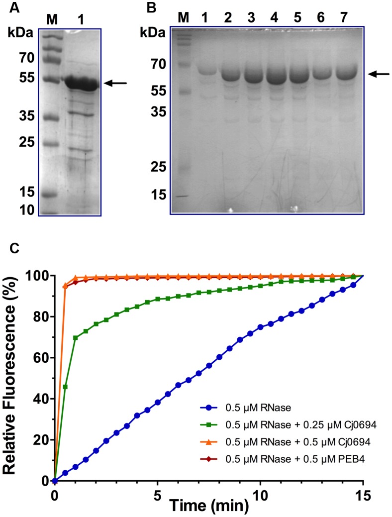 FIGURE 4