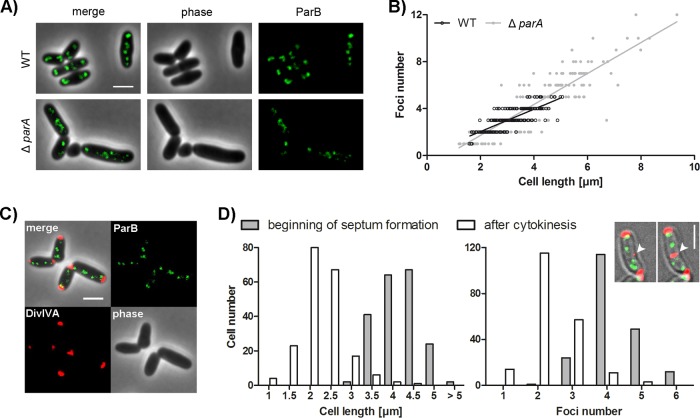 FIG 2 