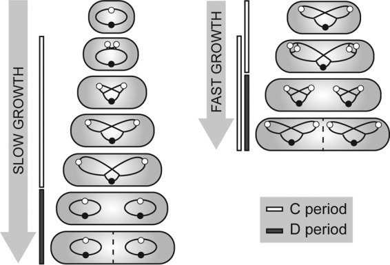 FIG 1 