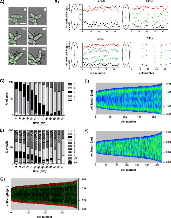 FIG 3 