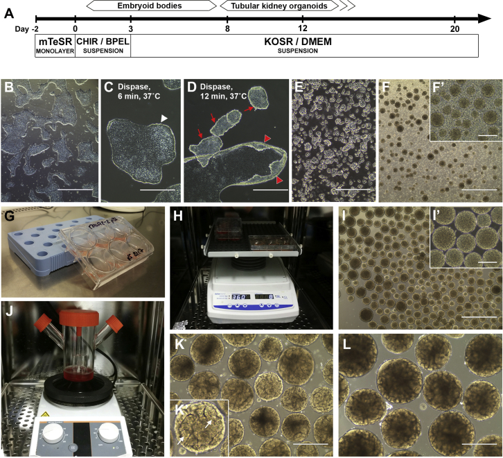 Figure 2