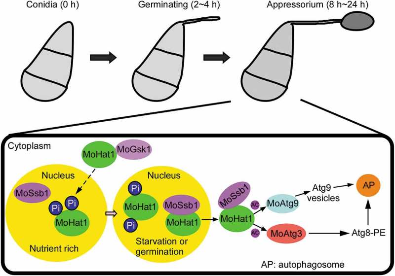 Figure 12.