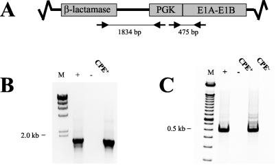 FIG. 2.