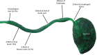 Fig 8