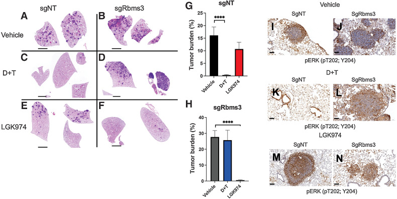 Figure 7. Rbms3-silencing drives resistance to pathway-targeted inhibition of BRAFV600E while adapting sensitivity to inhibition of Porcupine. A, Representative images of H&E-stained lung sections harvested 11 weeks after initiation from BC mice following treatment with the indicated pharmacological agents starting at 6 weeks after initiation with 5×104 pfu lenti-CRE. BC mice were dosed once daily for 5 weeks with: (i) Vehicle control; (ii) dabrafenib (75 mg/kg) plus trametinib (1 mg/kg) or; (iii) LGK974 (5 mg/kg). B and C, Quantification of lung tumor burden in BC mice initiated with sgNT-CRE or sgRbms3-CRE and dosed with the indicated pharmacological agents as indicated. Mean tumor burden is graphed, and error bars represent SEM. N = 5–7 mice per dosing arm. Statistical analysis was performed using a one-way ANOVA (****, P < 0.0001).