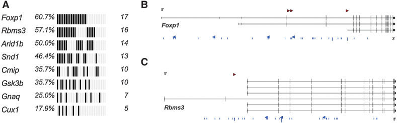 Figure 2. Genomic landscape of SB|Braf lung drivers. A, Oncoprint of statistically significant drivers in BRAFV600E-driven lung tumors detected using GKC analysis, using SB common integration regions (CIR), and Truncal SB Driver Analysis, using unique, directional SB insertions at TA-dinucleotides. B, SB insertions at TA-dinucleotides with sense (red arrowhead) and anti-sense (blue arrowheads) and within CIRs (blue lines) for Foxp1 (3 transcripts of the genes are shown). C, SB insertions at TA-dinucleotides with sense (red arrowhead) and anti-sense (blue arrowheads) and within CIRs (blue lines) for Rbms3 (6 transcripts of the candidate gene are shown).