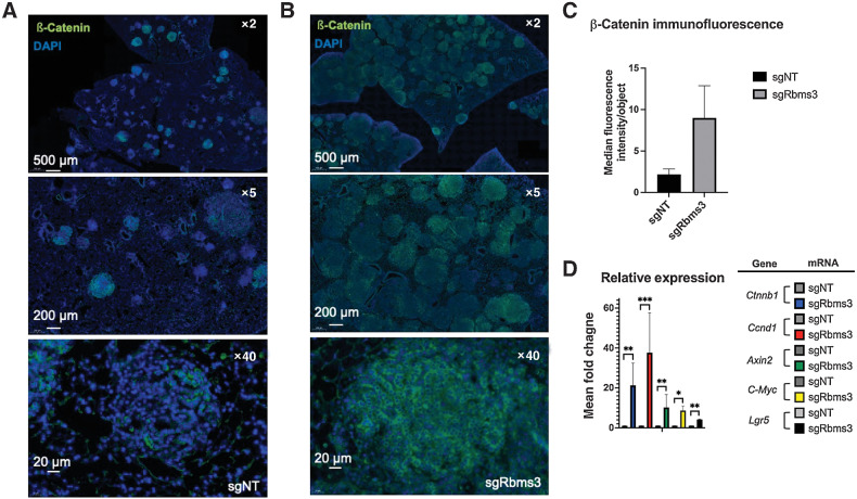 Figure 6. WNT signaling components are expressed at higher levels in BC lung tumors without Rbms3. A and B, Representative images of β-catenin expression as assessed by indirect immunofluorescent in tumor bearing FFPE BC mouse lung sections (shown at ×2, ×5, and ×40 magnifications) initiated with either A, sgNT-CRE or B, sgRbms3-CRE. Scale bars are shown in white in the bottom left corner of each image as indicated. C, Median fluorescence intensity quantitation using cellprofiler software. D, qRT-PCR analysis of BC organoids from the indicated viral initiation groups using probes to detect Ctnnb1, Ccnd1, Axin2, Lgr5, or c-Myc mRNAs. Mean is graphed with error bars as SEM. Statistical analysis was conducted using a paired t test; *, P < 0.05; **, P < 0.01; ***, P <0.001; ****, P < 0.0001.