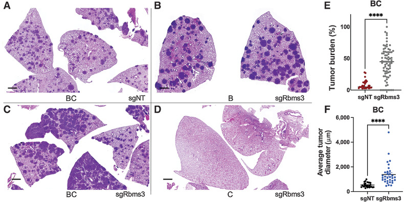 Figure 3. CRISPR/Cas9 editing of Rbms3 cooperates with BRAFV600E in a mouse model of lung cancer. A–D, Representative images of different genotypes of harvested mouse lung sections following necropsy analyses stained with hematoxylin and eosin (H&E) 13 weeks after initiation with 5×104 pfu lenti-CRE. CRISPR/CAS9-mediated genome editing was used in panels A, C, and D, to edit Rbms3 in vivo. Genotype and average tumor burden calculation of each experimental group was: A, sgNT-CRE virus in BrafCAT/+; H11LSL-CAS9 (BC) mice: 8.5%. B, sgRbms3-CRE virus in BrafCAT/+ (B) mice: 7.7%. C, sgRbms3-CRE virus in BC mice: 38.8%. D, sgRbms3-CRE virus in H11LSL-CAS9/+ (C) mice: 0%. Black bar in bottom left of each panel represents a 1,000-μm scale bar. E, Quantification of individual tumor burden from genotypes in A compared with C. Tumor bearing lungs from B were identical to A. A, paired t test was used to determine statistical significance; P < 0.01. F, Quantification of tumor diameter was performed in μm using 25 individual tumors from genotypes in A compared with C using the 3D Histech MIDI Slide Scanner QuantCenter. Comprehensive analyses was conducted with over 200 lung tumors. N = 50 mice individual or (biological replicates). N = 2 experimental replicates were performed comparing the indicated genotypes in A and C. Individual values are graphed, the black bar represents the mean, and the error bars represent SEM. A paired t test was used to determine statistical significance; P < 0.0001.