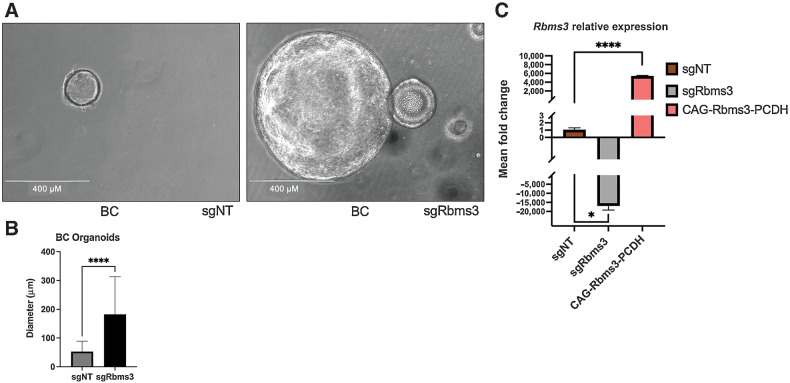 Figure 4. Rbms3 silencing cooperates with BRAFV600E to promote the growth of lung organoids. A, Representative images are shown of qualitative analyses of phase contrast images of organoids established following tumor dissociation from BC mice at 7 days after initiation of organoids. White scale bar indicates 400 μm, and was taken with ×10 magnification. N = 12 technical replicates with 3 biological replicates leveraging pooled lung lobes from N = 8 mice. B, Quantification of organoid diameters at 7 days after initiation of organoids from lungs of the indicated mouse genotypes described in (A). C, qRT-PCR analysis of Rbms3 mRNA expression in organoids derived from BC mice labeled by the lentivirus they were initiated with. Transient overexpression of wild-type Rbms3 was used as a positive control for gene expression. Mean is graphed and error bars represent SEM. Statistical analysis was conducted using a paired t test; *, P < 0.05; ****, P < 0.0001.