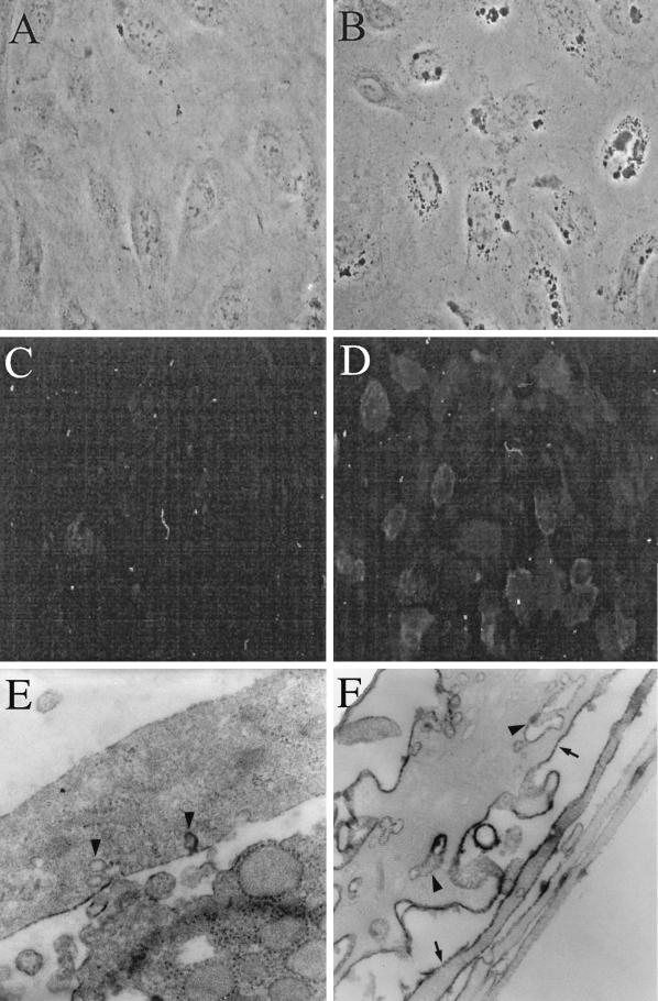 FIG. 5.