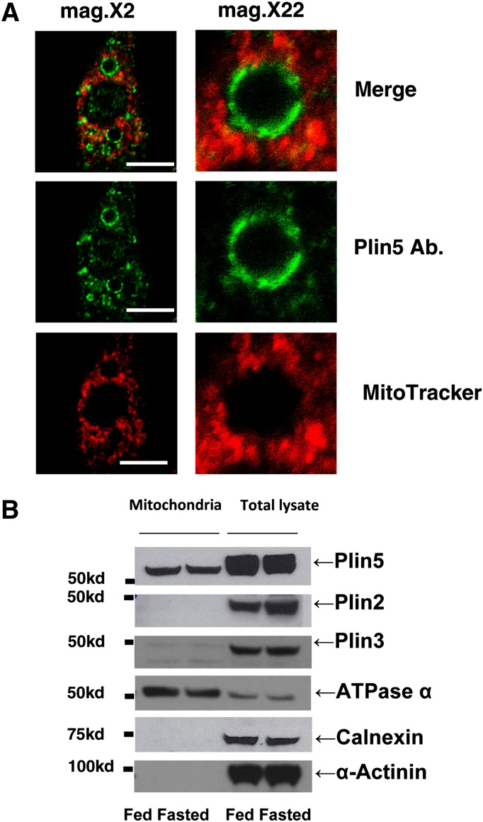 Fig. 3.