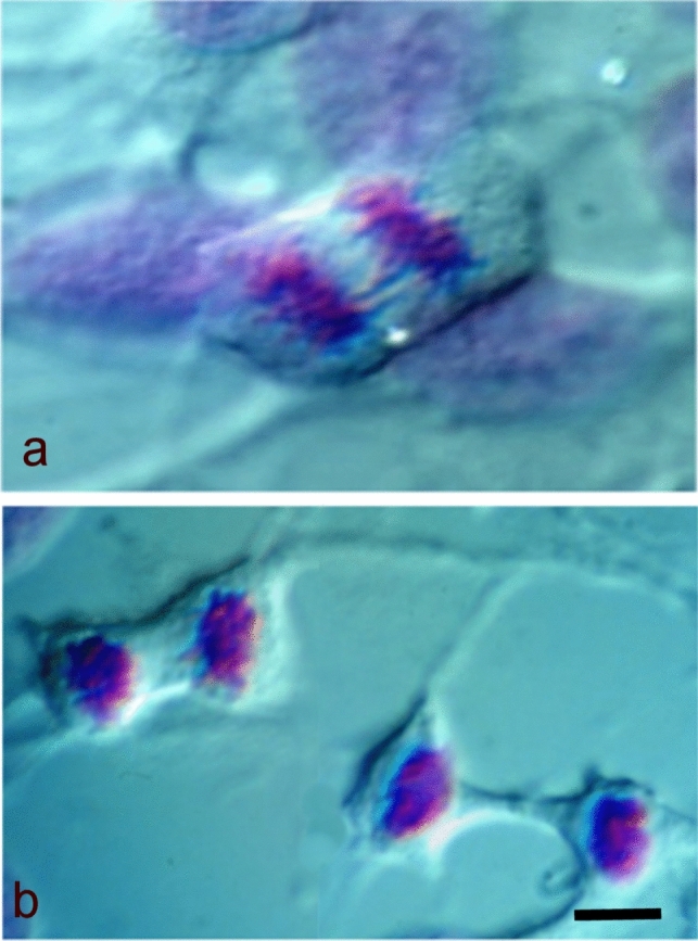 Fig. 2