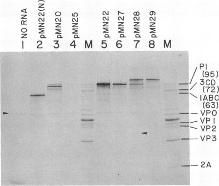 graphic file with name pnas00277-0061-a.jpg