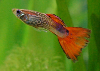 Analysis of the causes of variation in post-reproductive lifespan indicates that the evolution of lifespan in guppies is due to selection during their reproductive stage