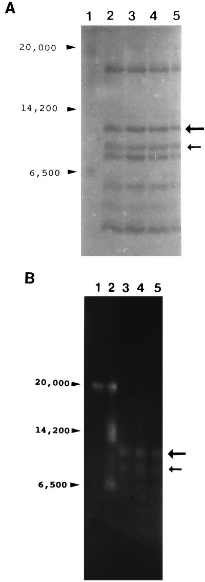 FIG. 7