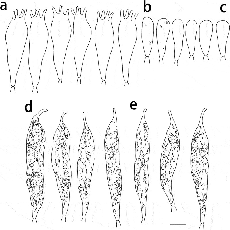 Figure 7.