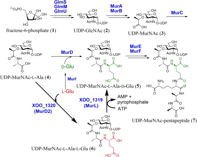 FIGURE 1