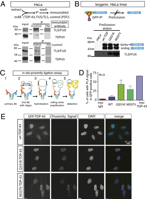 ALS-associated mutations in TDP-43 increase its stability and promote ...