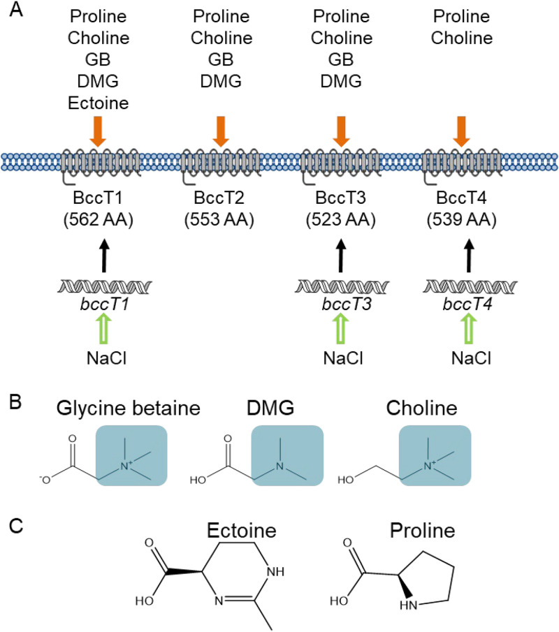 FIG 1