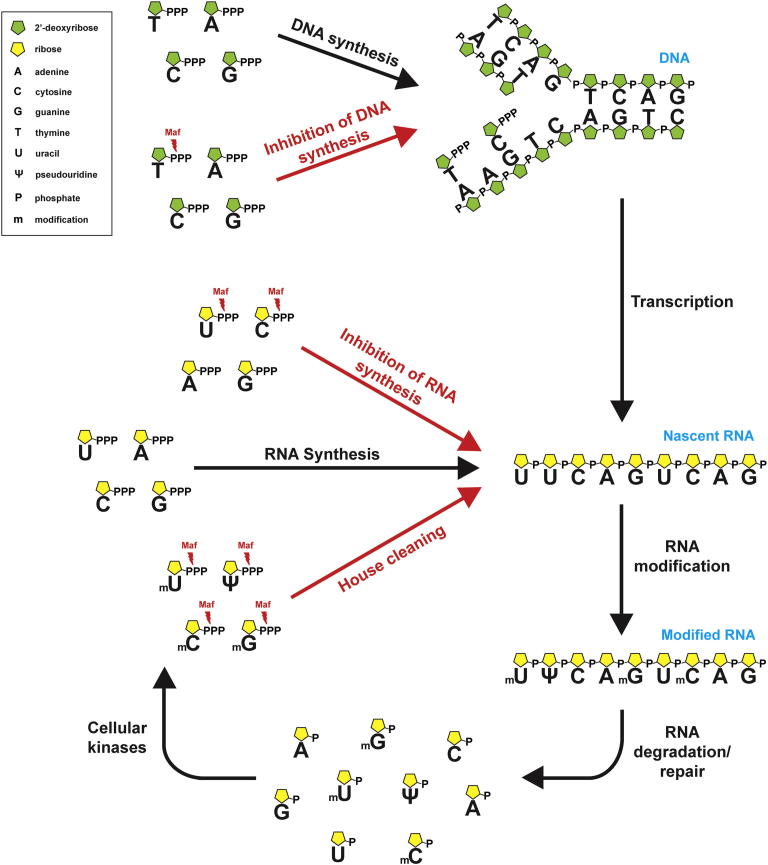 Figure 7