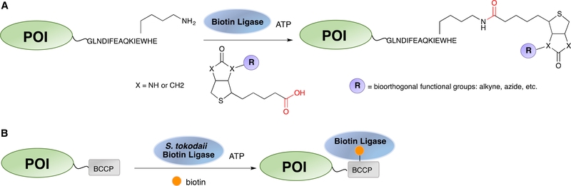 Scheme 12