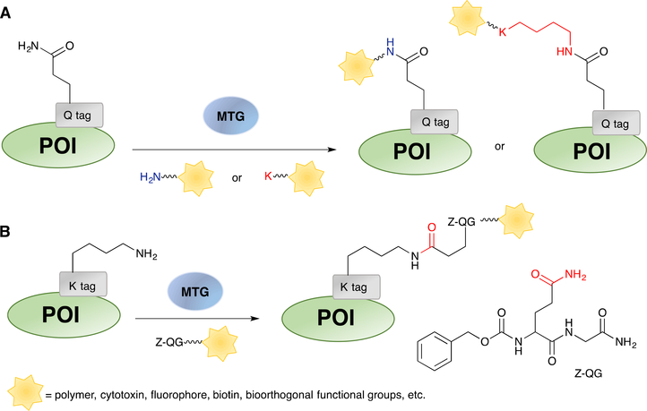 Scheme 6