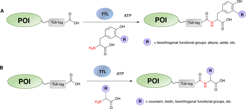 Scheme 10