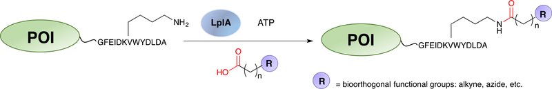 Scheme 11