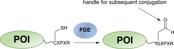 Scheme 13