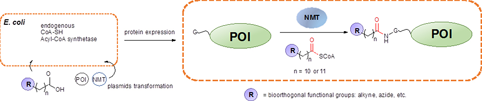 Scheme 8