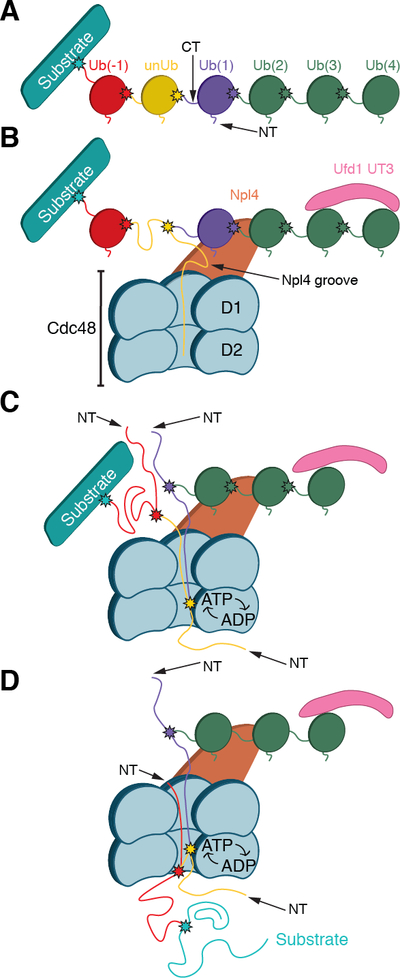 Fig. 7.