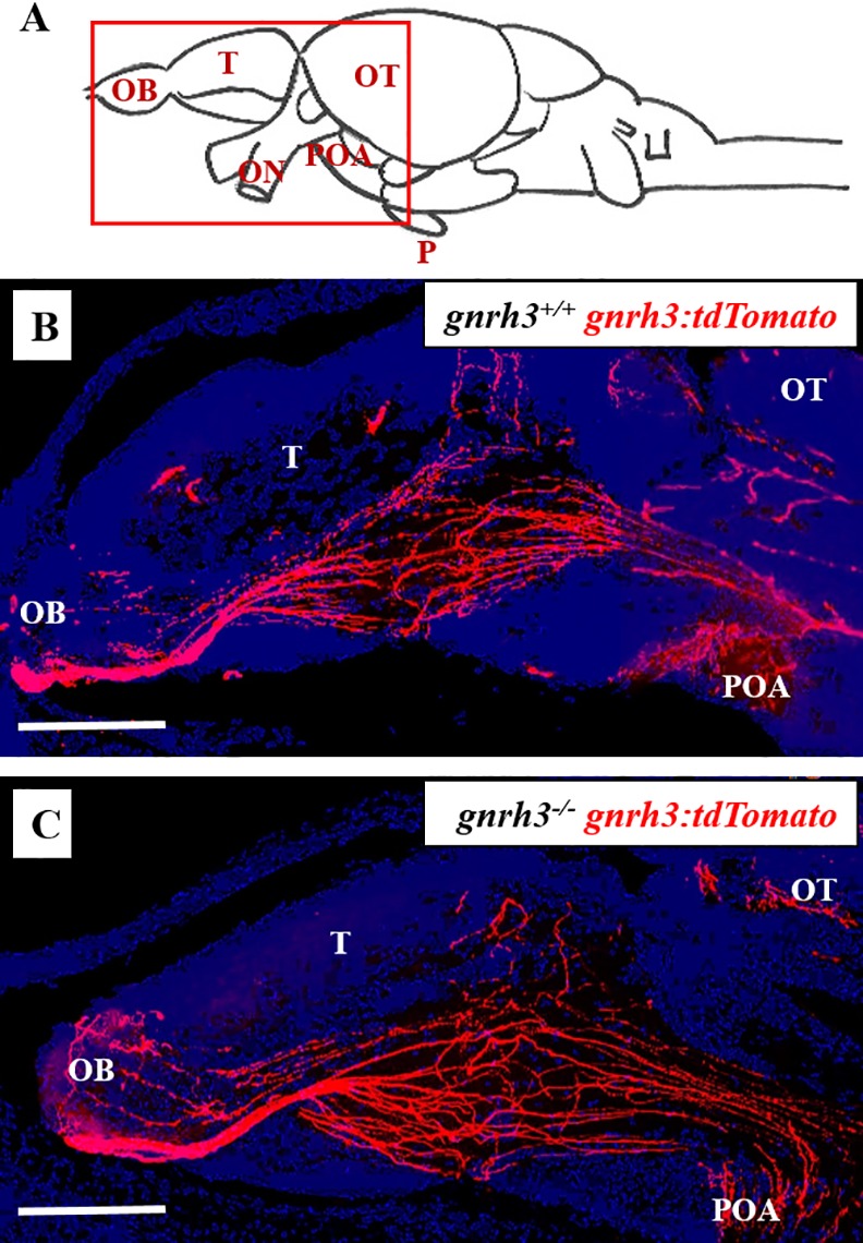 Fig 7