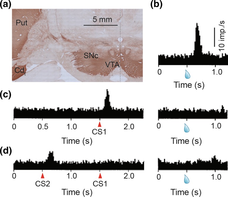 Fig. 1