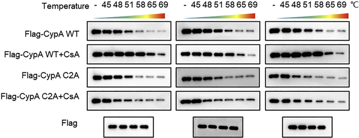 Figure 3