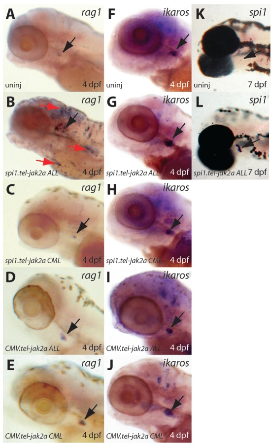 Figure 4.