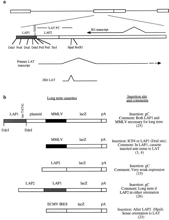 FIG. 1