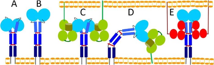 FIGURE 1.