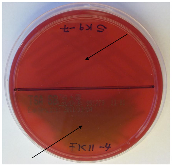 Figure 4 