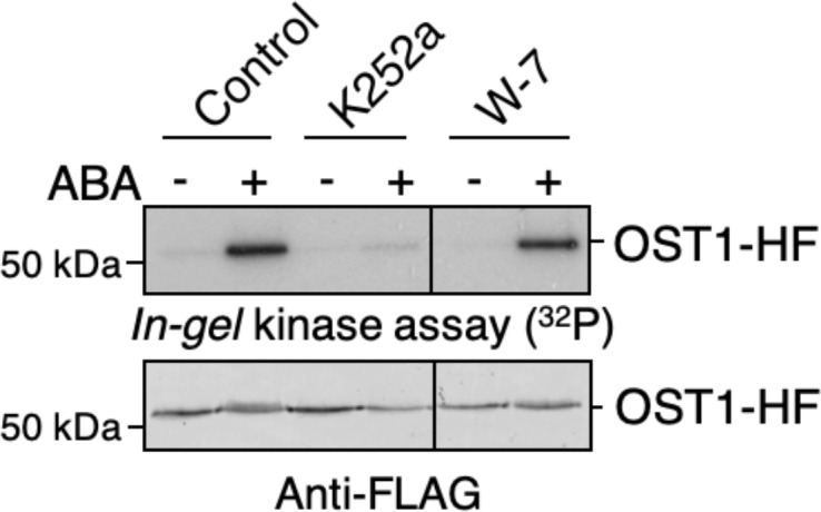 Figure 6—figure supplement 1.