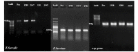 Fig. (3)